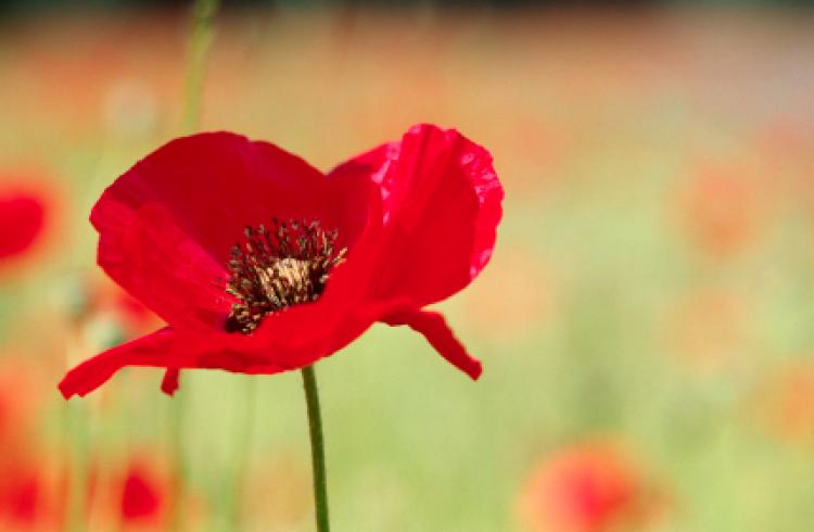 remembrance-day-aus